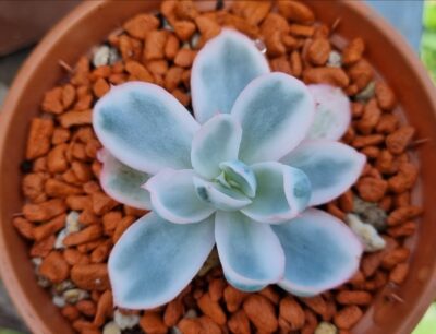 Echeveria "BERKELEY LIGHT" variegated - Зображення 3