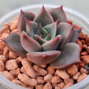 Echeveria "CRISTMAS x LILACINA"