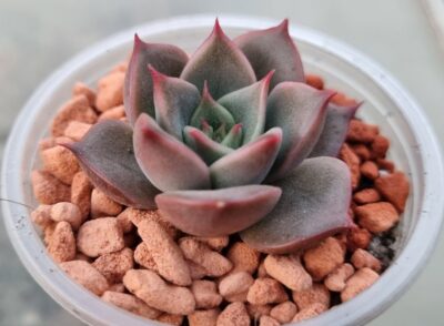 Echeveria "CRISTMAS x LILACINA"