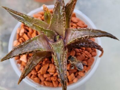 Haworthia tesselata "Namibia" - Зображення 2