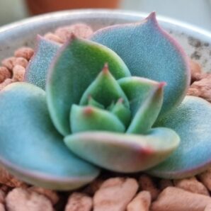 Echeveria "COSTA"