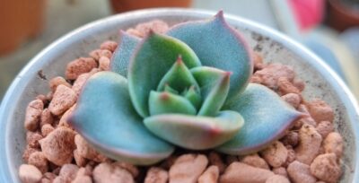 Echeveria "COSTA"