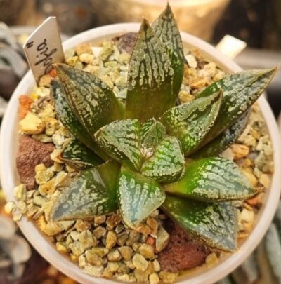 HAWORTHIA "SOFIA" - Зображення 3