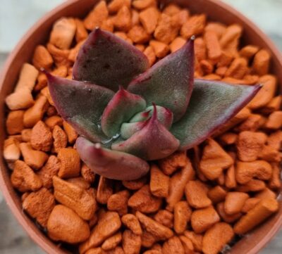 Echeveria agavoides "GALAXY MARS" - Зображення 2