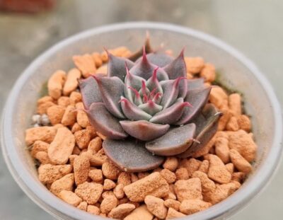 Echeveria "SILVER STAR"