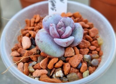 Echeveria "GERMAN CHAMPAGNE"