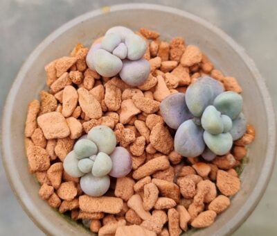 Graptopetalum "ELLEN" - Зображення 2