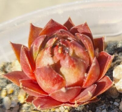 Sempervivum "BELLA MEADE" - Зображення 4
