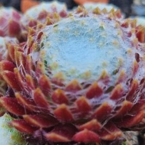 Sempervivum "CAFE AU LAIT"