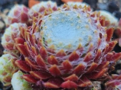 Sempervivum "CAFE AU LAIT"