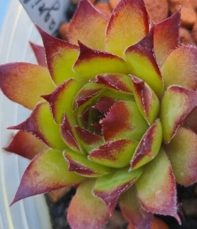 Sempervivum "MAGNIFICUM" - Зображення 2