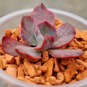 Echeveria "CANTERY" variegata