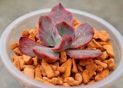 Echeveria "CANTERY" variegata