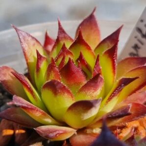 Sempervivum "MAGNIFICUM"
