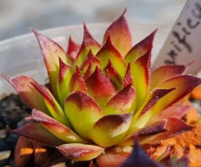 Sempervivum "MAGNIFICUM"