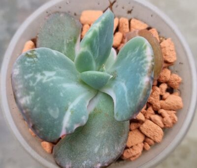 Echeveria "BERSERK" var. - Зображення 2