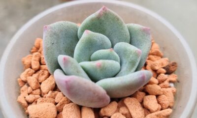 Echeveria "PINKY"