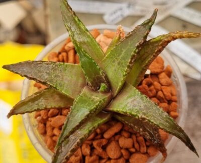 Haworthia tesselata "Namibia" - Зображення 2