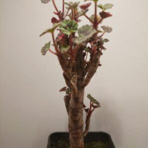 Pelargonium cv. Dresden Pink
