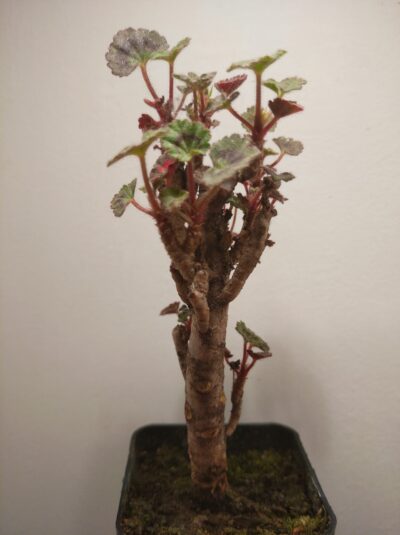Pelargonium cv. Dresden Pink