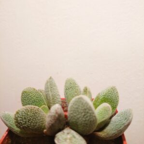 Crassula tecta