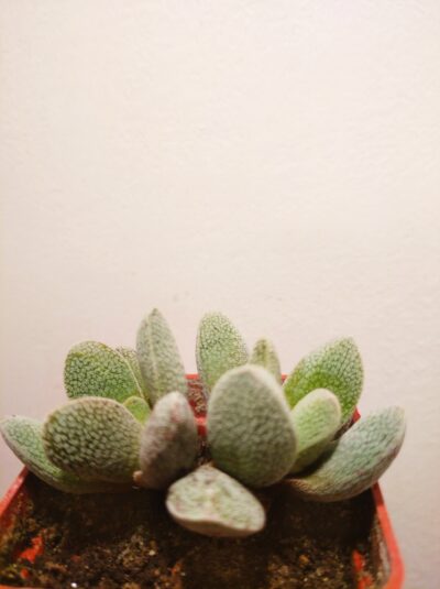Crassula tecta