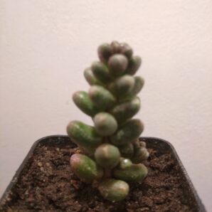 Sedum furfuraceum