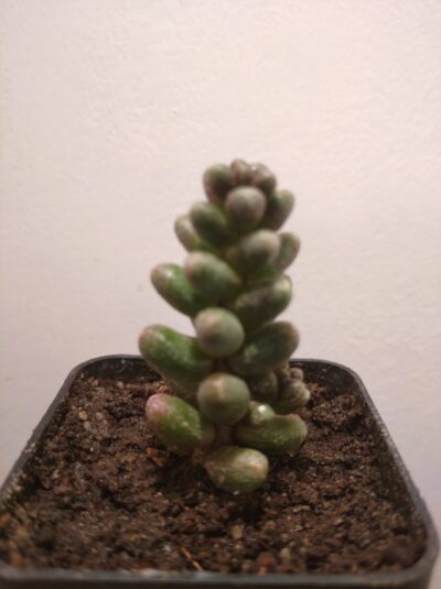Sedum furfuraceum