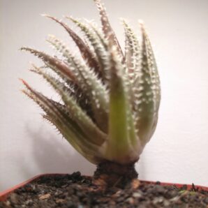 Aloe haworthioides