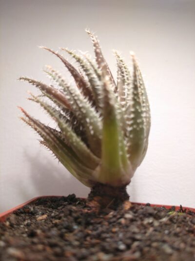 Aloe haworthioides