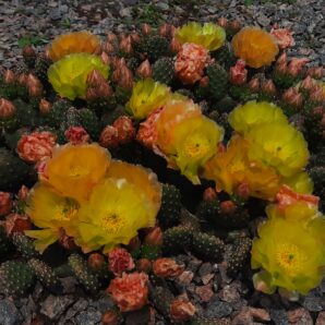 Opuntia fragilis v. denudata, Hall Country, Nebraska (зимостійка садова опунція) | 65