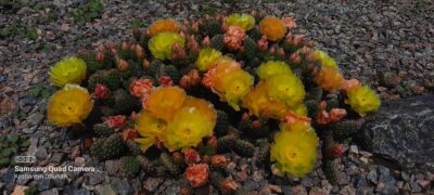 Opuntia fragilis v. denudata, Hall Country, Nebraska (зимостійка садова опунція)