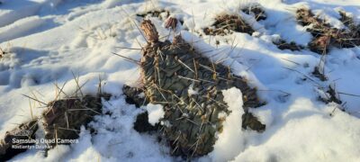 Opuntia macrorhiza (зимостійка садова опунція) - Зображення 4
