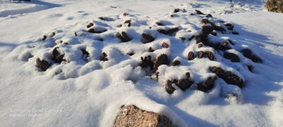 Opuntia fragilis cv. ''Freiberg'' (зимостійка садова опунція) - Зображення 3