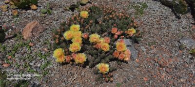 Opuntia fragilis (зимостійка садова опунція)