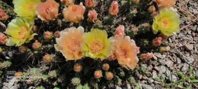 Opuntia fragilis (зимостійка садова опунція) - Зображення 2