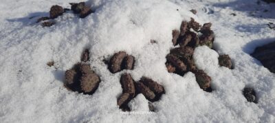 Opuntia fragilis v. denudata, Hall Country, Nebraska (зимостійка садова опунція) - Зображення 3