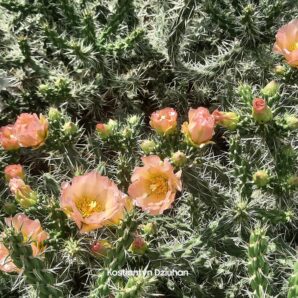 Cylindropuntia x. anasaziensis (зимостійка садова циліндропунція) | 21