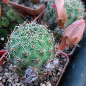Aylostera spegazziniana | 9