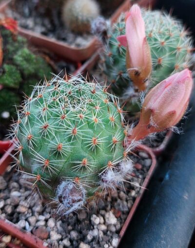 Aylostera spegazziniana