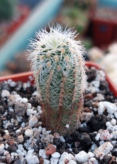 Gymnocalycium bruchii v.niveum OF 25-80