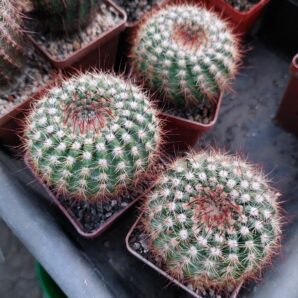 Notocactus concinnus | 61