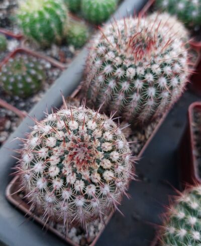 Notocactus roseiflorus