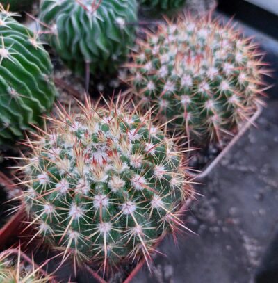 Notocactus rutilans - Зображення 2