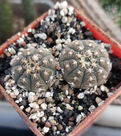 Gymnocalycium ragonesei HV888 Piltz