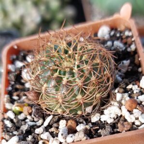 Sulcorebutia menesessii