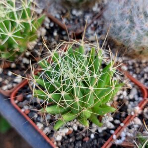 Dolichothele decipiens