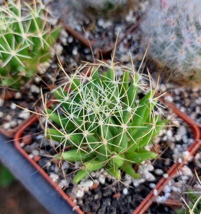 Dolichothele decipiens