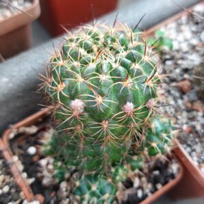 Lobivia tiegeliana