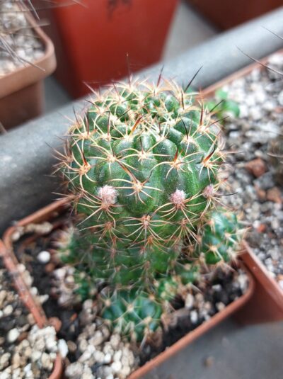 Lobivia tiegeliana